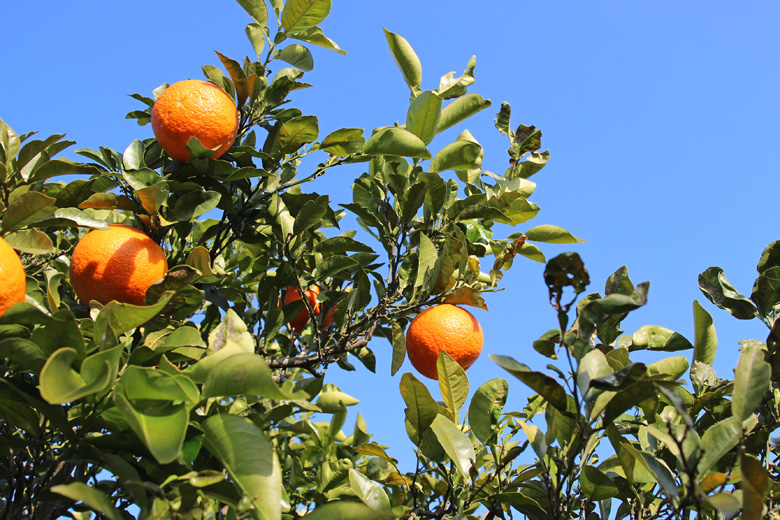 橙(だいだい)|無農薬・無肥料の熊本県天草産自然栽橙(だいだい) | 九州・熊本で無農薬・自然栽培果物に挑戦|自然果樹園