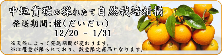 自然栽培橙(だいだい)