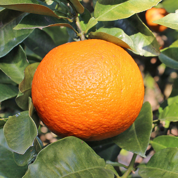 自然栽培橙(だいだい)
