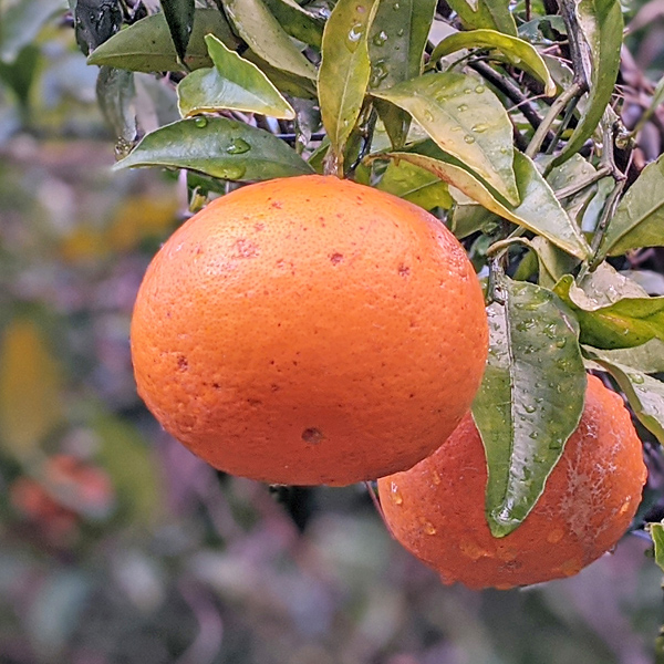 自然栽培清美オレンジ