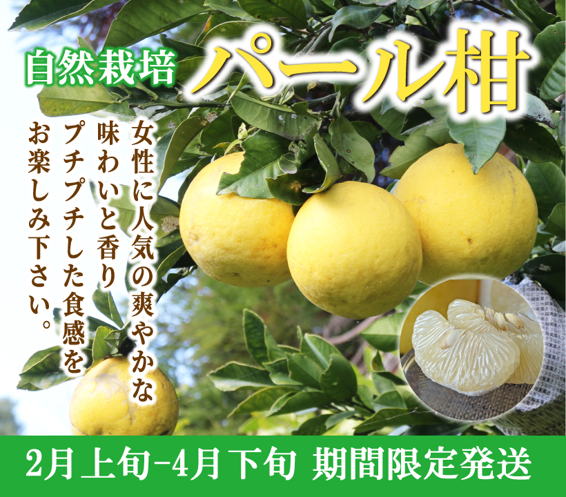 パール柑 無農薬 自然栽培の自然果樹園 熊本で無農薬 自然栽培果物に挑戦 自然果樹園