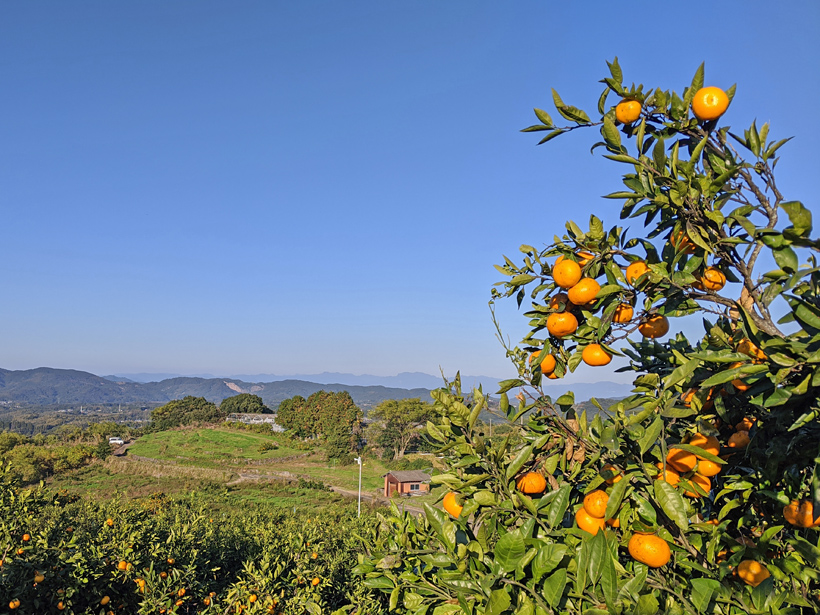 池田自然栽培温州みかん眺め