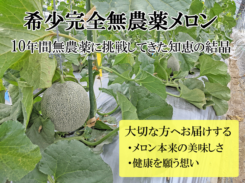 完全無農薬メロンを産地直送 熊本県植木町の楠田だいしん農園 熊本で無農薬 自然栽培果物に挑戦 自然果樹園