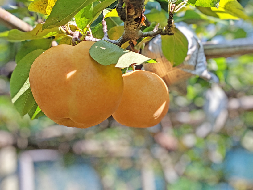 梨の無農薬栽培