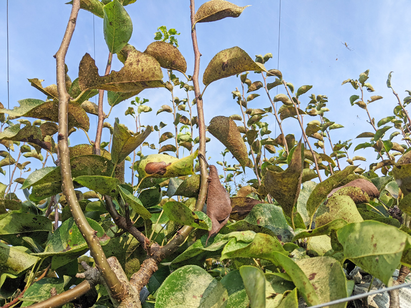 梨栽培でのグンバイムシの被害|高塚成生の荒尾梨
