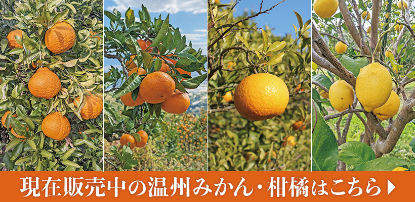 自然栽培みかん・柑橘はこちら