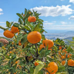 歴史的みかん名産地熊本「天水町小天」| 自然栽培柑橘