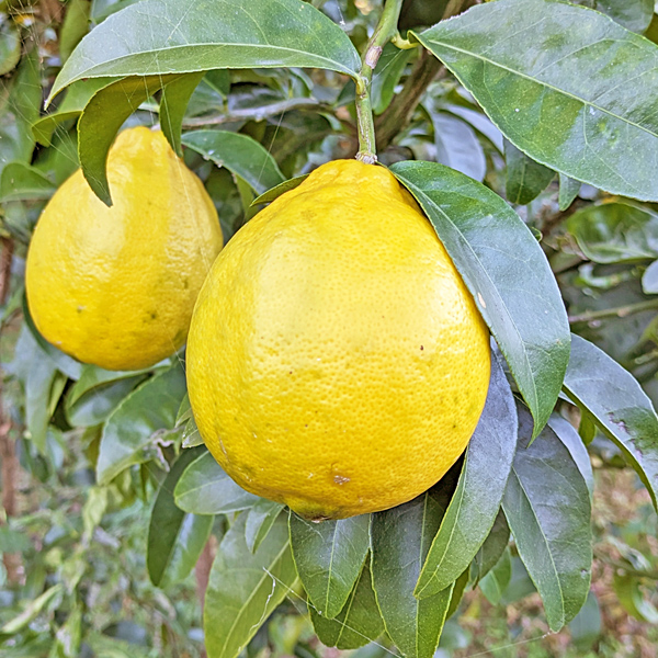 高塚自然栽培レモンりのか