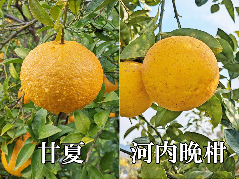 甘夏と河内晩柑
