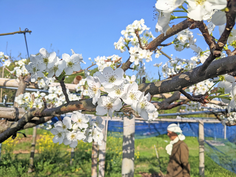 高塚自然栽培園の花