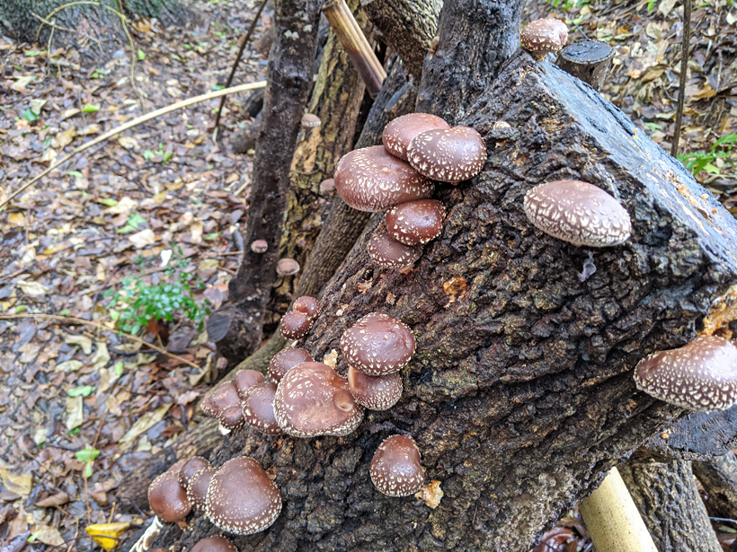 高塚の原木しいたけ