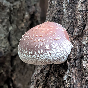 原木しいたけ11月