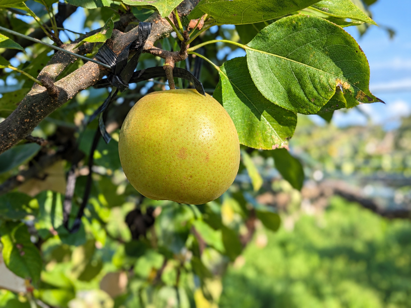 農薬不使用の甘太の果実
