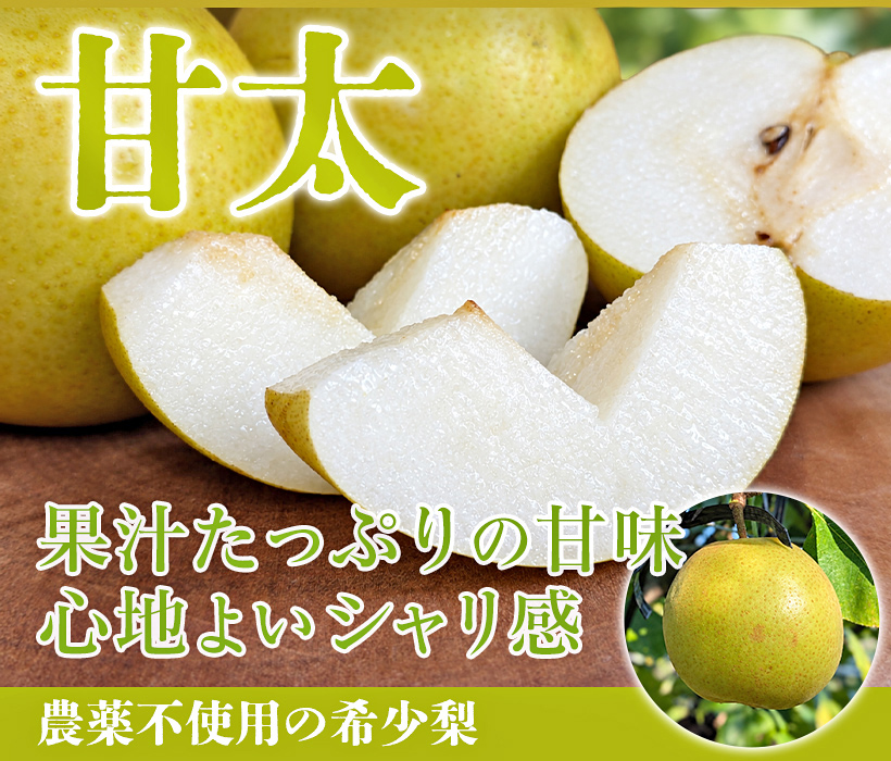 甘太梨
